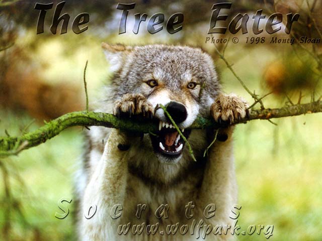 Socrates-Tree_Eater.JPG