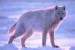Bílý vlk.jpg